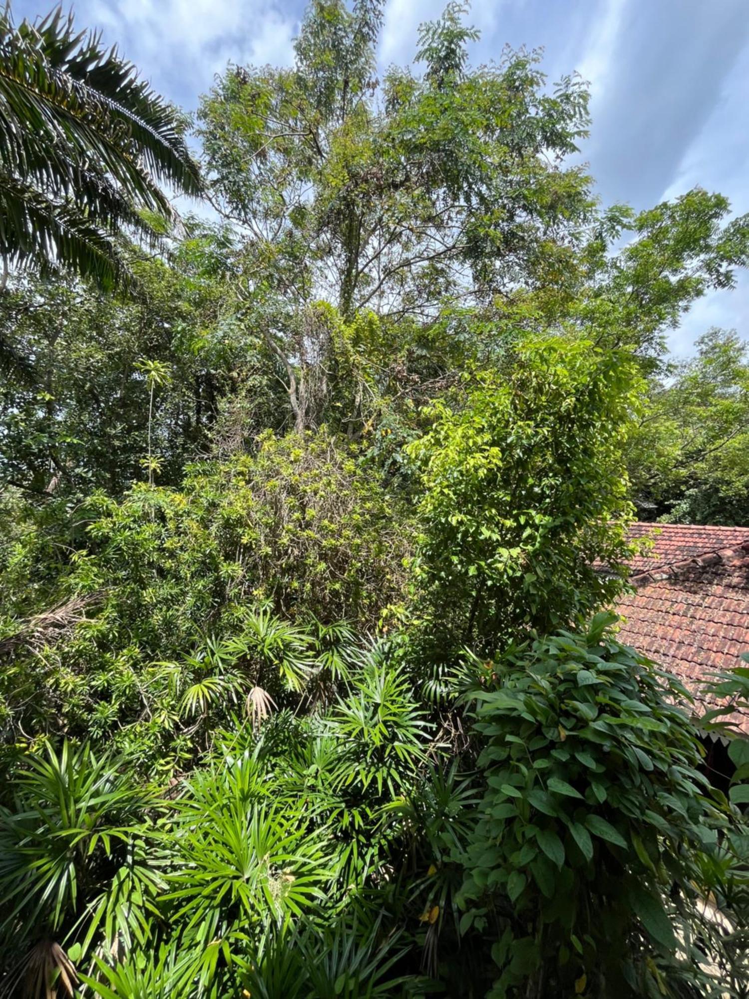 נגומבו Ceylon Kingsmen Garden Hotel - Katunayake מראה חיצוני תמונה